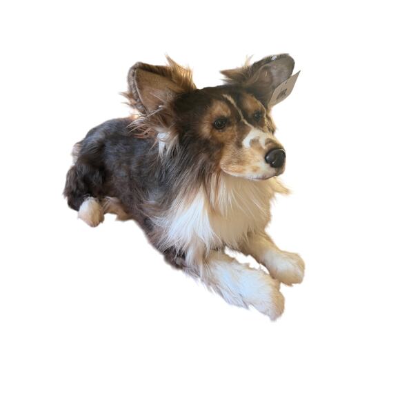 Cuddle Clones Shetland Sheepdog| SHELTIE| REALISTIC HANDCRAFTED| Plush 26" - Picture 15 of 15